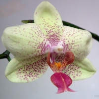 Orchid Flower