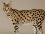 Serval Savannah Cat