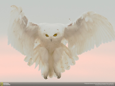 SNOWY OWL - wildlife, owl, snowy, national