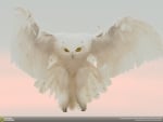 SNOWY OWL