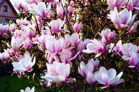 Springtime Blossoms - twigs, magnolia, spring, colors, tree