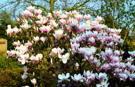 Spring arrived - blossoms, tree, colors, magnolia, twigs