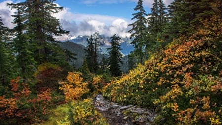 lovely mountain trail - forest, mountains, trail, clouds, flowers