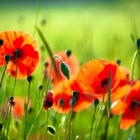 Poppies