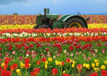 Tulips field - summer, carpet, meadow, pretty, tulips, beautiful, flowers, spring, freshness, lovely, field, colorful