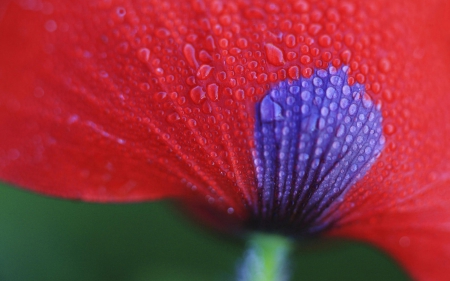 Poppy - red, flower, poppies, flowers, poppy