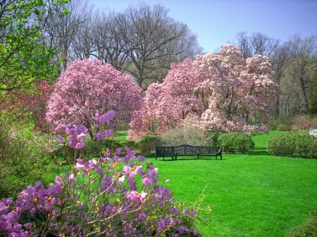 Spring freshness - pretty, blossoms, beautiful, fragrance, spring, grass, freshness, blooming, tree, flowering, nature, scent, garden, park