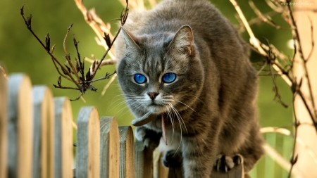 TARGETING - fence, tree, cat, twigs