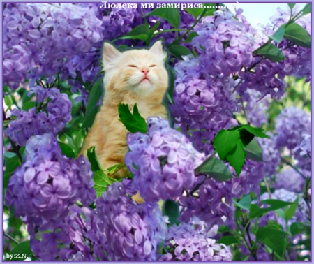 lilac smells of the cat - flowers, lilac, cat, smells