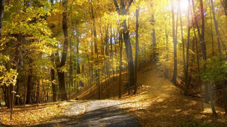 sun rays on a forest trail in autumn - trail, rays, autumn, forest, sun, leaves