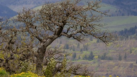 beautiful oak tree  - gorge, tree, mountains, focus