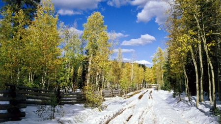 fence along a road in a winter countryside - fence, sky, forest, winter, road