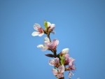 peach tree flower