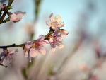 peach tree flower