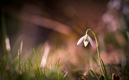 Snowdrop - flowers, close-up, snowdrop, nature, snowdrops, flower