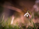 Snowdrop