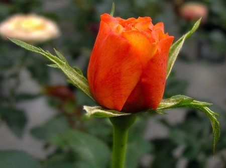 Rose - orange, amazing, flowers, rose