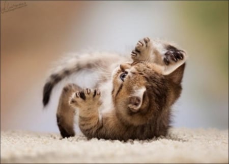 kitty - up, striped, with, paws