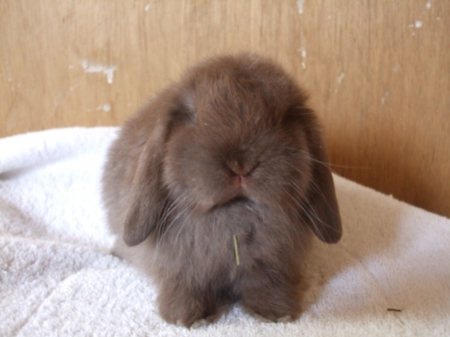 brown bunny - at, straight, looks, camera