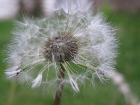 dandelion - plush, seeds, white, light