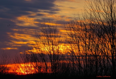 The Fire in a Sunset - clouds, trees, sunset, nature, sun, sky