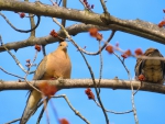 Doves on a Limb