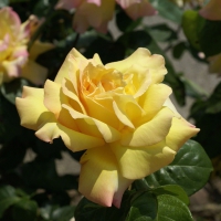 Large Pale Yellow Rose