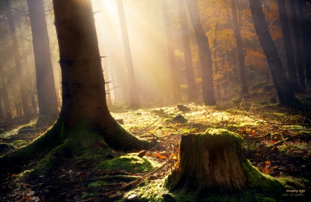 Breaking Light - nature, forest, trees, light