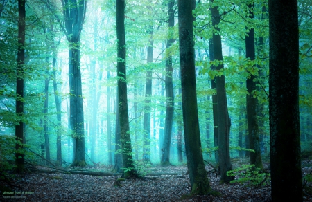 Glimpse of a Dream - treees, greenery, forest, nature