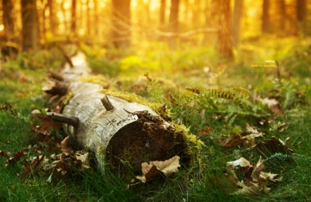 Resting - nature, wood, forest, trees