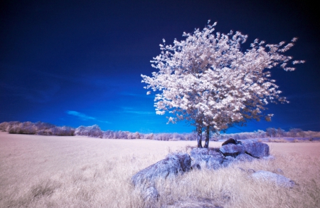 Day on the Field - field, tree, nature, blue