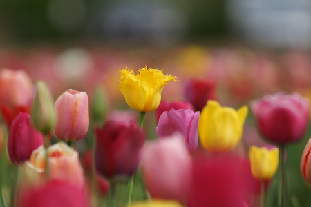 Tulips - beautiful, spring, lovely, photo, flower, pink, flowers, nature, green, cute