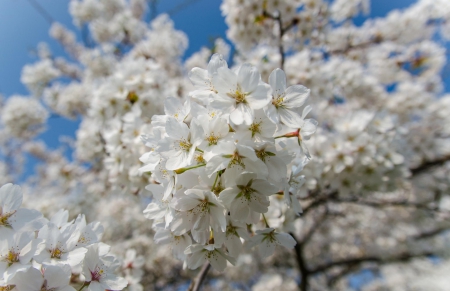 Spring - flower, pink, cute, beautiful, flowers, photo, spring, lovely, nature, green