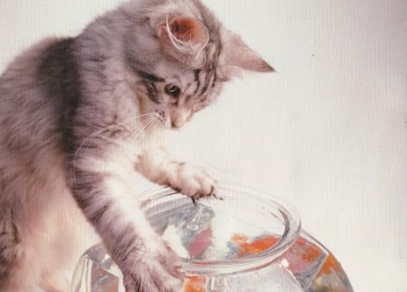 Cat - cute, fishbowl, paws, cat