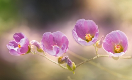 Spring - lovely, spring, nature, pink, beautiful, green, flowers, photo, cute, flower