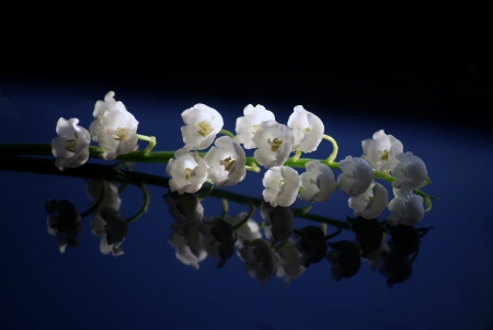 Lilies of the valley reflection - white flower, lilies, reflection, lilies of the valley