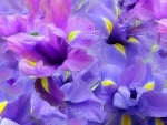 Abstract of Spring Flowers