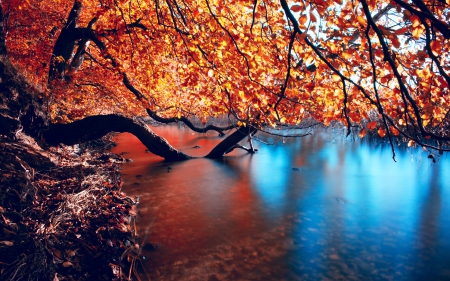 Tired And Thirsty - calm, river, trees, blue, shoreline, beautiful, autumn, golden