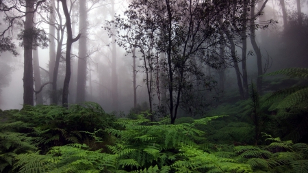 rainforest in fog - trees, rainforest, ferns, fog