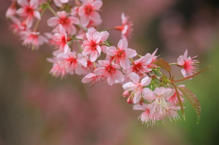 Spring - lovely, spring, nature, pink, beautiful, green, flowers, photo, cute, flower