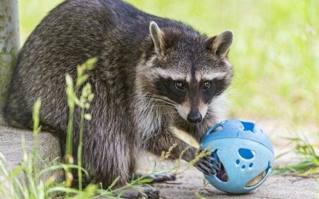 Wanna play? - animal, blue, funny, ball, cute, raccoon