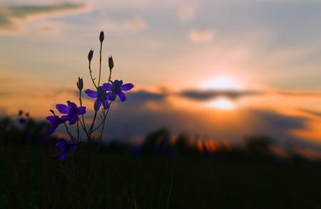 Sunset - purple, sunset, flower, beautiful