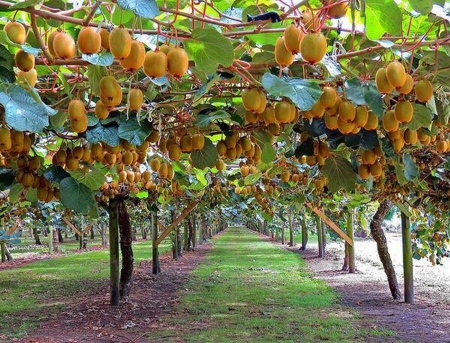 Kiwi trees - nature, tree, fields, kiwi