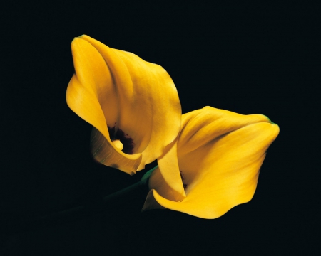 ��✿✿✿ - cala, beauty, flower, yellow