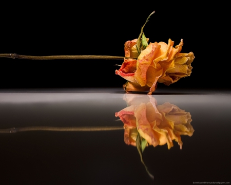 Beauty - beauty, reflection, rose, flower