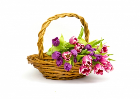 Beautiful tulips - tulips, basket, still life, flower