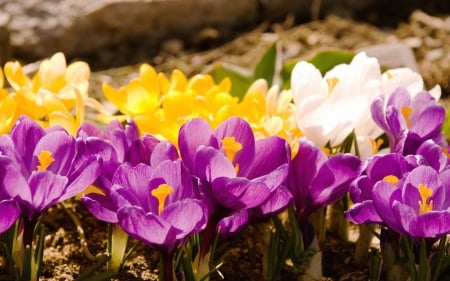 crocus - flower, purple, flowers, violet, yellow, nature, crocus