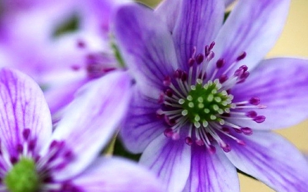 Hepatica - nature, hepatica, flowers, violet, flower