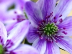 Hepatica