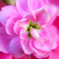 Pink Flower